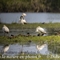 Flamant Rose (F246)