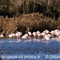 Flamant Rose ( Camargue -F212)