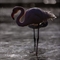 Flamant Rose (F210)