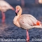 Flamant Rose (F220)