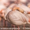 Flamant Rose (F221)