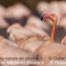 Flamant Rose (F233)