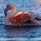 Flamant Rose (F234)