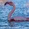 Flamant Rose (F216)