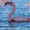 Flamant Rose (F216)
