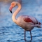 Flamant Rose (F235)