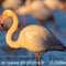 Flamant Rose (F239)