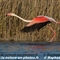 Flamant Rose (F206)
