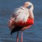 Flamant adulte en Camargue (F154)