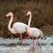 Flamant Rose (F193)