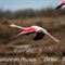 Flamant Rose en vol (F192)