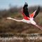 Flamant Rose en vol (F190)