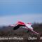 Flamant Rose en vol (F194)