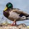 Canard Colvert (Mâle - OEC230)