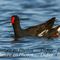 Gallinule poule - d'eau (OEC65)