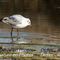 Mouette Rieuse ( Immature - OEC80)