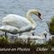 Cygne Tuberculé (OEC81)