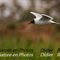 Mouette Rieuse (OEC55)