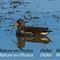 Gallinule poule - d'eau (OEC101)