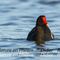 Gallinule poule - d'eau (OEC106)