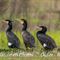 Grand Cormoran ( Plumage nuptial - OEC131)