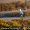 Mouette Rieuse (OEC 246)