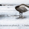 Cygne Tuberculé (OEC 251)