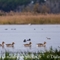 Cygne Tuberculé (OEC 260)