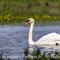 Cygne Tuberculé ( OEC357)