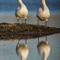 Cygne Tuberculé (OEC 298)