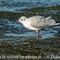 Mouette Rieuse ( plumage hivernal - OEC180)