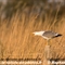 Goeland Leucophée ( Adulte - OEC 189 )