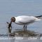 Mouette Rieuse (OEC123)