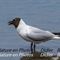 Mouette Rieuse (OEC124)