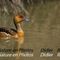Dendrocygne fauve (Image réalisée à Pont de Gau - OEC104)