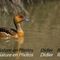 Dendrocygne fauve (Image réalisée à Pont de Gau - OEC104)