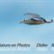 Mouette Rieuse en vol (Plumage hivernal - OEC144)