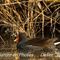 Gallinule poule - d'eau (OEC160)