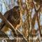 Buse Variable (Rapace de Camargue - OAC11)