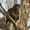 Buse Variable (Rapace de Camargue - OAC30)