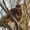 Buse Variable (Rapace de Camargue - OAC24)