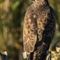 Buse Variable (OAC 129)