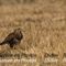 Buse Variable ( Rapace Camargue - OAC 123)