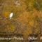 Couleurs automnales et Aigrette Garzette (PC37)
