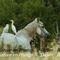 Cheval,Aigrette Garzette et Héron garde-boeuf(DC9)