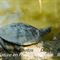 Tortue Cistude (DC16)