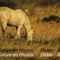 Cheval en Camargue (DC19)