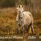 Cheval en Camargue (DC31))