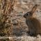 Lapin de Garenne (DC21)