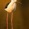 Echasse Blanche (LC1)